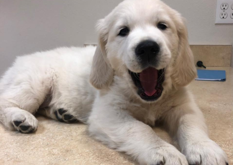 Carousel Slide 5: Dog veterinary care for all life stages!