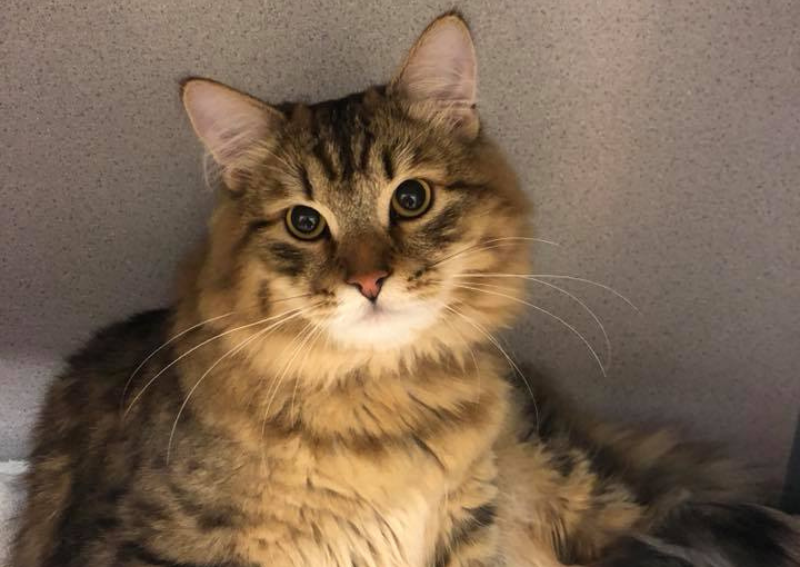 Carousel Slide 4: Cat veterinary care